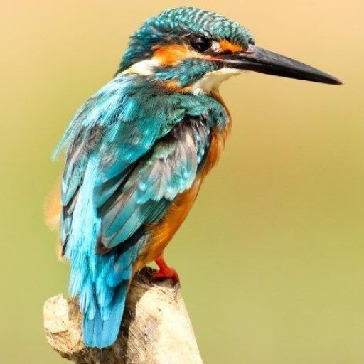 Kingfisher bird at Moulin St Blaise - kingfishers regularly seen on the La Veuve