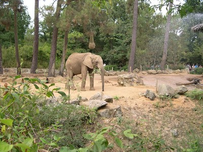 Zoo de la Fleche - one of France's best zoos, 40 minutes from Moulin St Blaise holiday accommodation