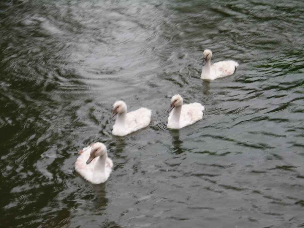 Cygnets on the mill pond